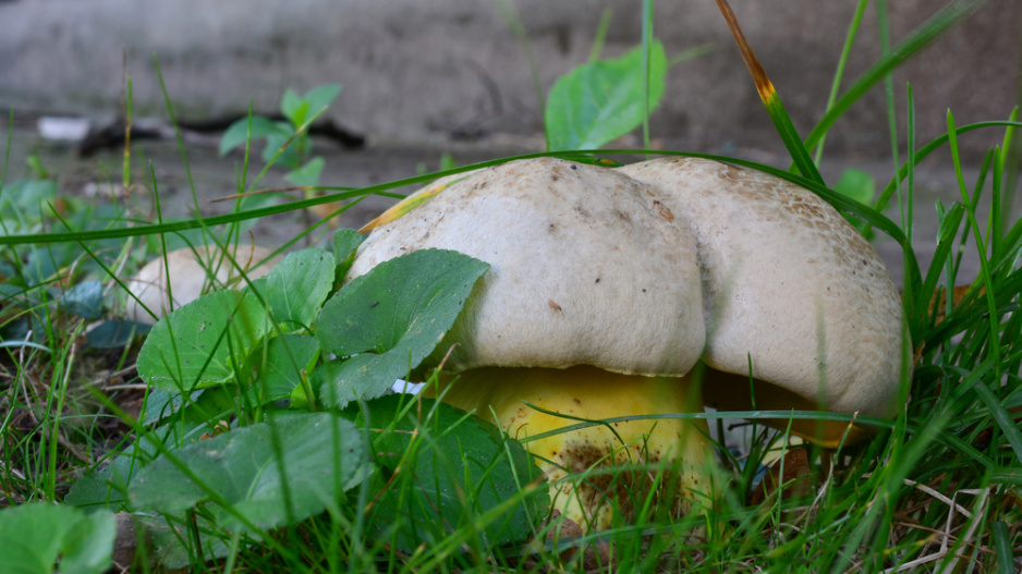 Hřib medotrpký (Caloboletus radicans)