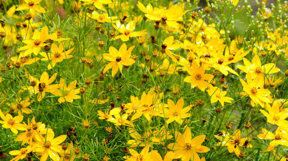 krásnoočko přeslenité (Coreopsis verticillata)