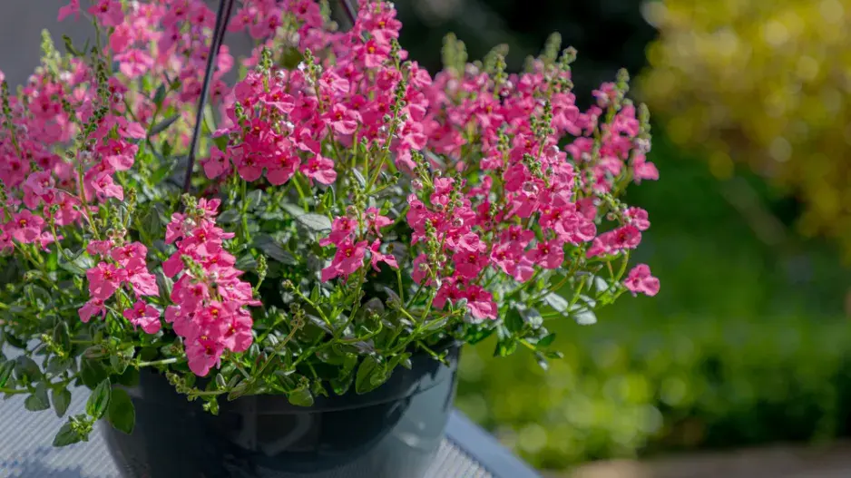 Ostruhatka (Diascia)
