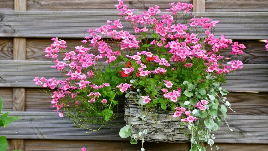 Ostruhatka (Diascia)