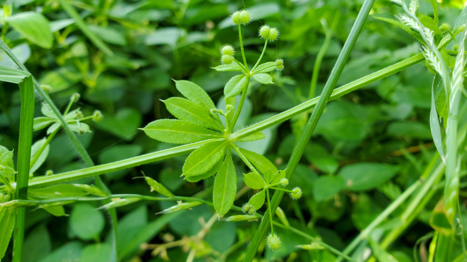 Svízel přítula (Galium aparine)