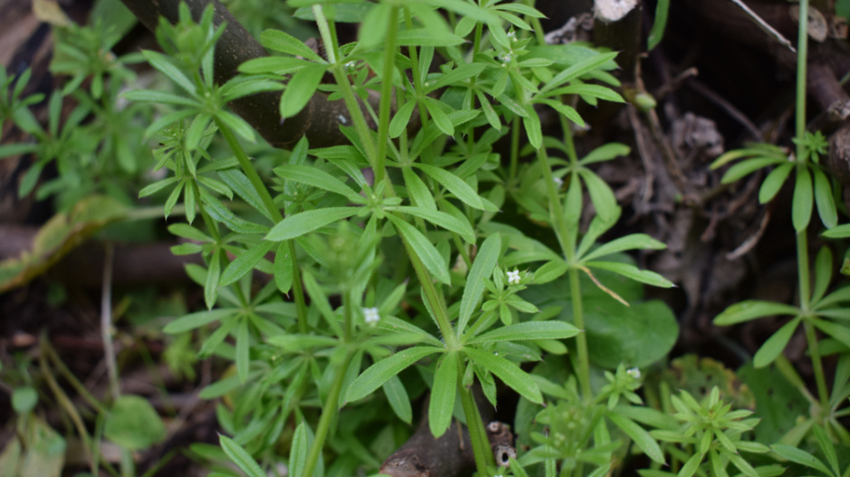 Svízel přítula (Galium aparine)