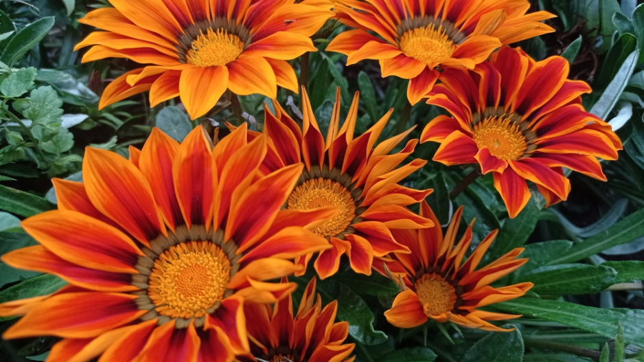 Gazánie zářivá (Gazania splendens)