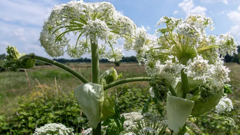 Bolševník velkolepý (Heracleum mantegazzianum)