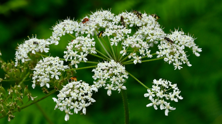 Bolševník obecný (Heracleum sphondylium)