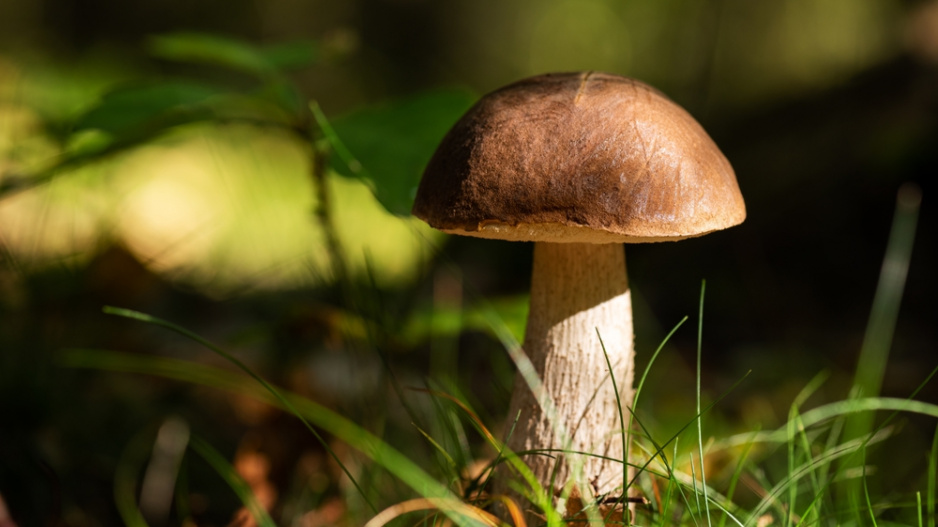 Hřib dubový (Boletus aestivalis)