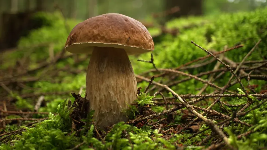 Hřib smrkový (Boletus edulis)