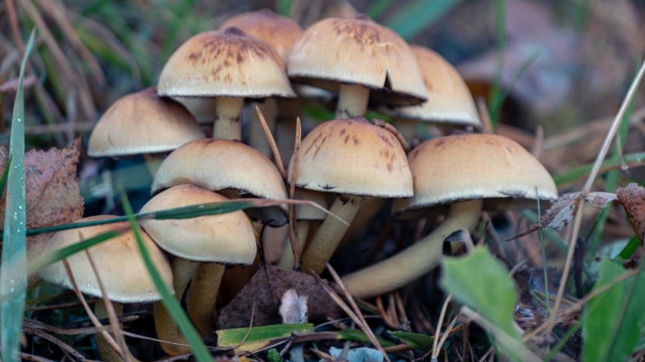 Třepenitka svazčitá (Hypholoma fasciculare)