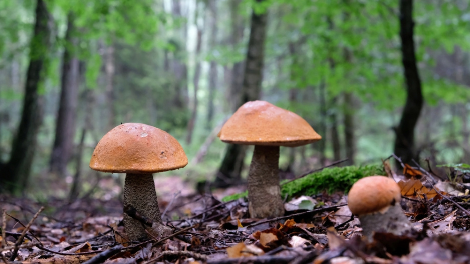 Křemenáč osikový (Leccinum aurantiacum)