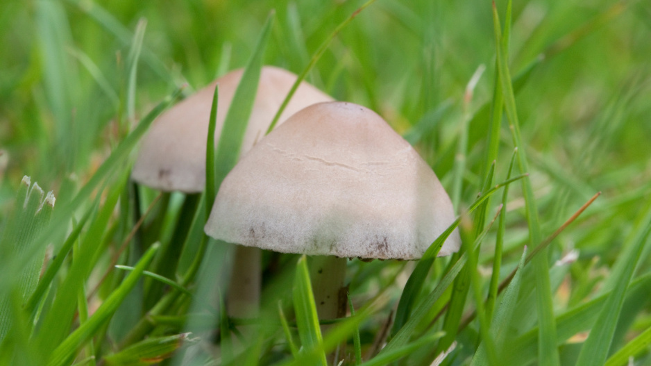 Kropenatec otavní (Panaeolina foenisecii)