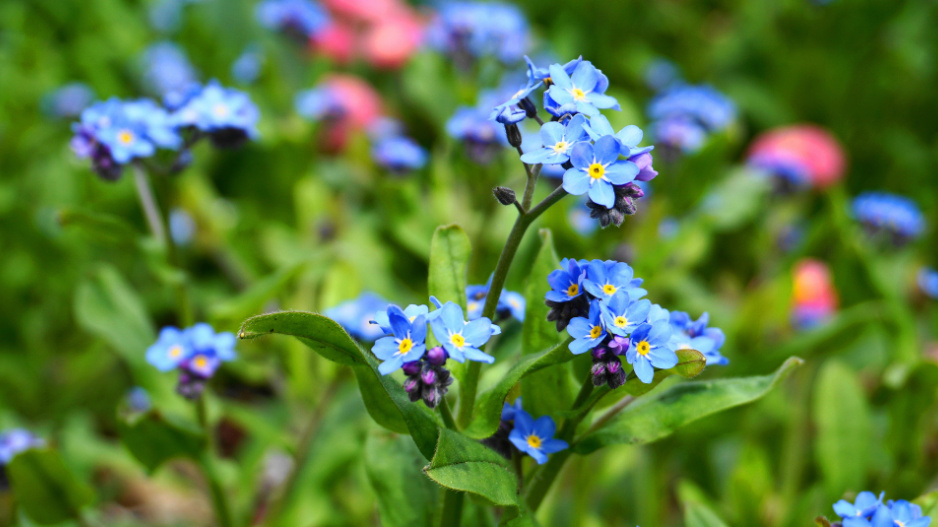 Pomněnka (Myosotis)