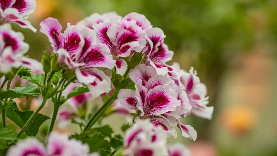 Pelargonium crispum