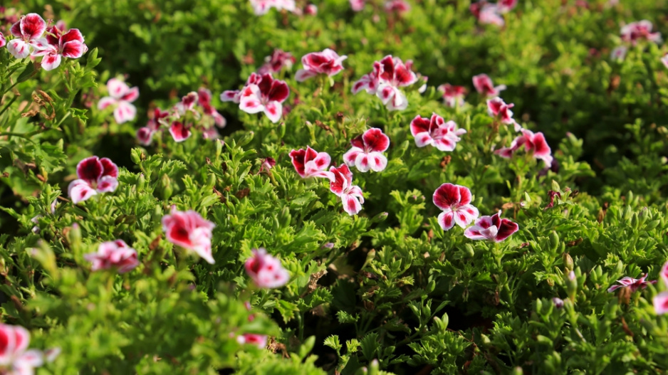 Pelargonie maceškovitá neboli pelargonie stojatá (Pelargonium crispum)