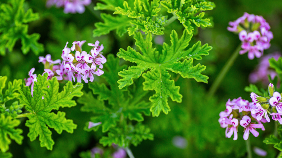 Pelargonie růžová (Pelargonium Graveolens)