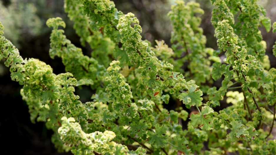 Pelargonie vonná (Pelargonium odoratissimum)