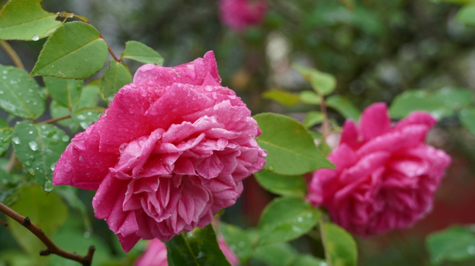 Růže stolistá (Rosa centifolia L.)