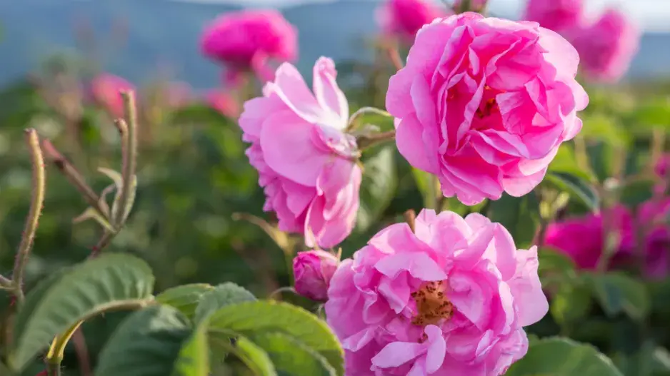 Růže damascénská neboli damašská 