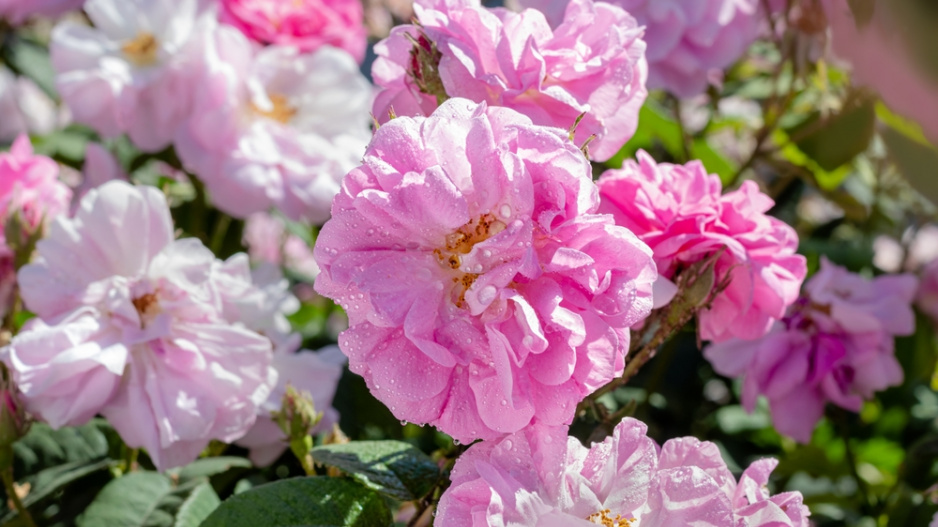 Růže damascénská neboli damašská (Rosa damascena MILL.)