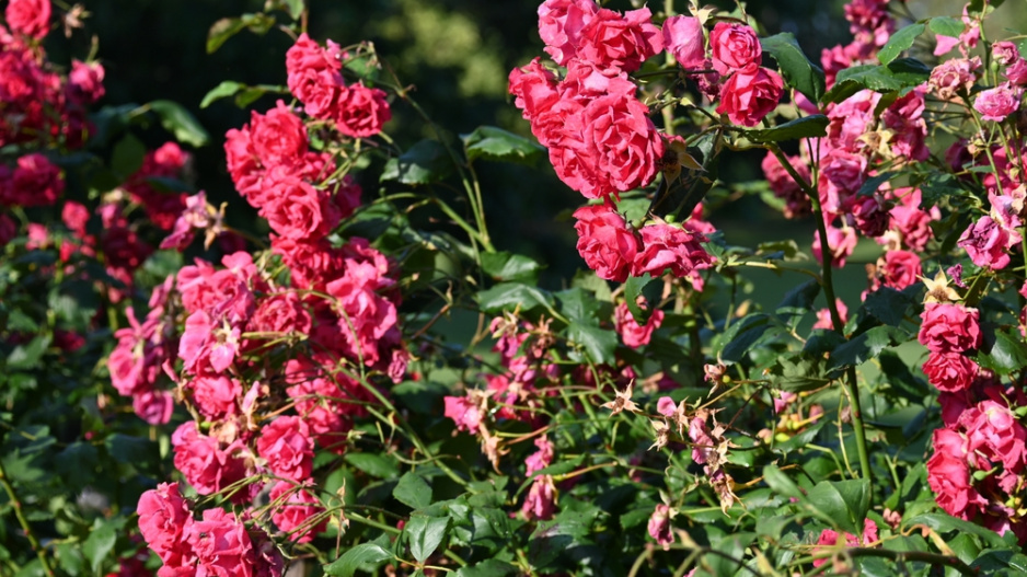 Růže galská (Rosa gallica L.)