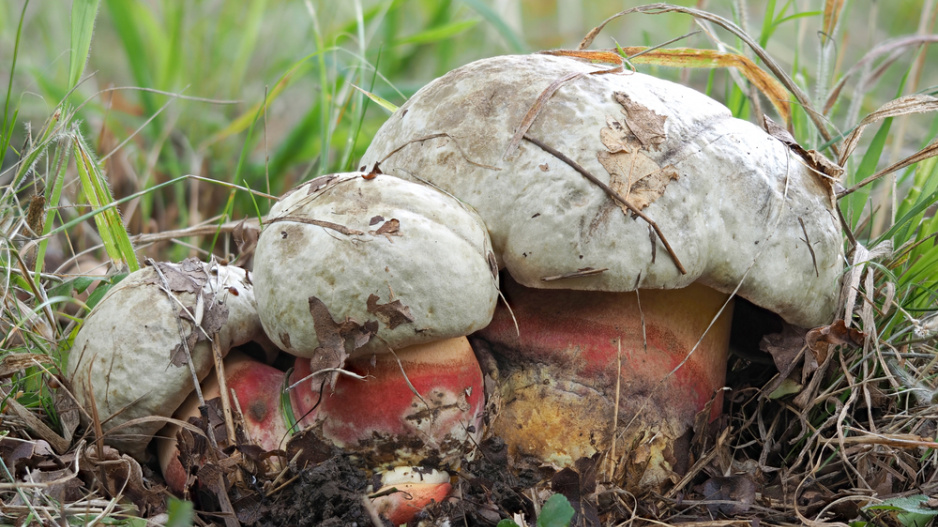 Hřib satan (Rubroboletus satanas či Boletus satanas)