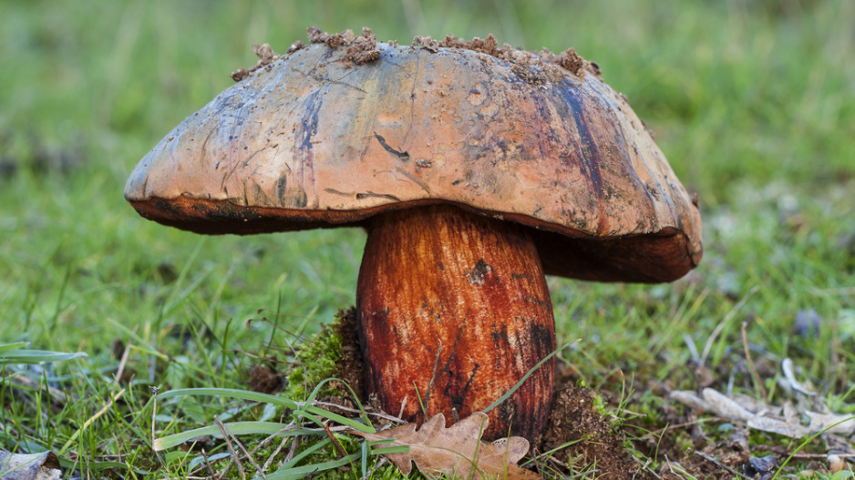Hřib satan (Rubroboletus satanas či Boletus satanas)