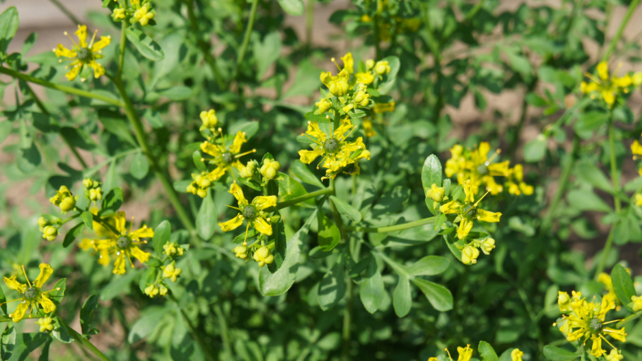 Routa vonná (Ruta graveolens)