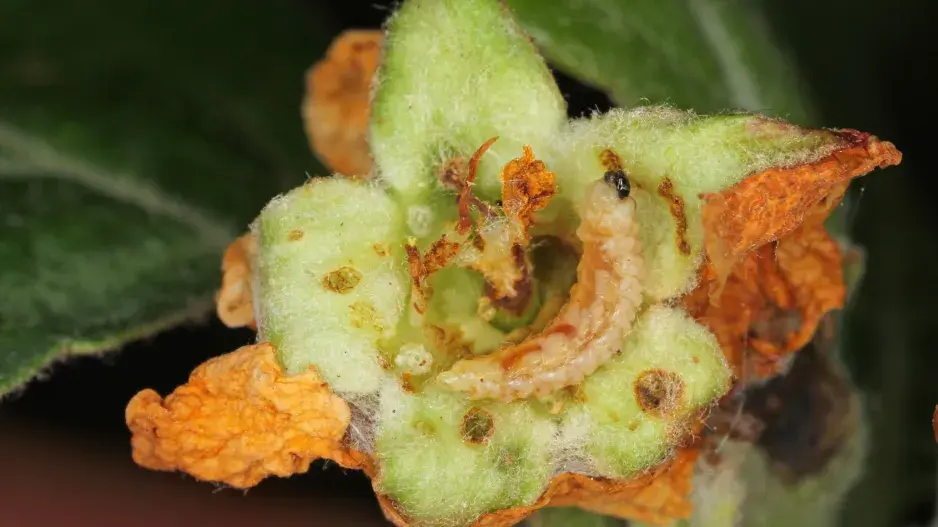 larva vyžírající poupě