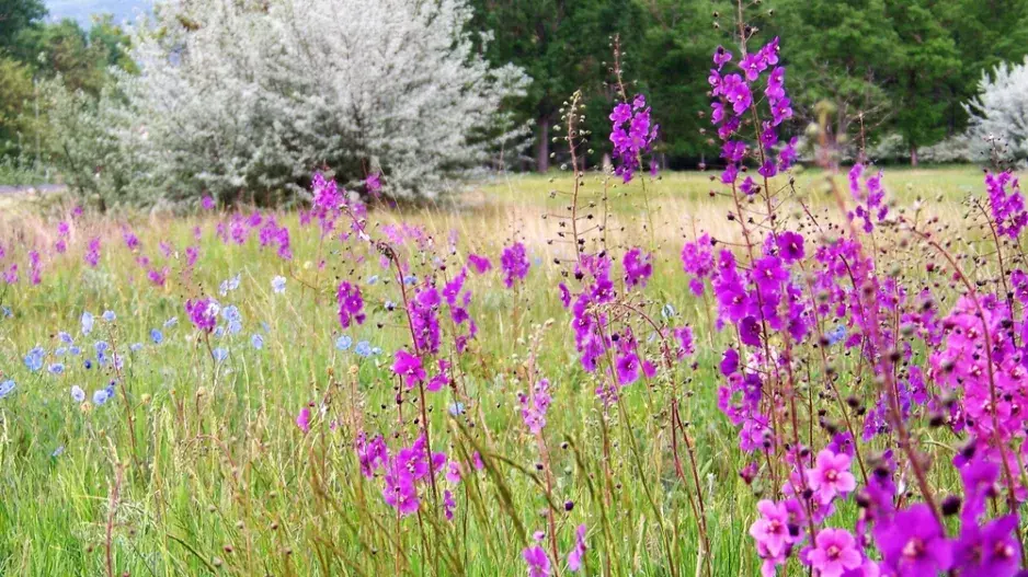 Divizna brunátná (Verbascum phoeniceum)