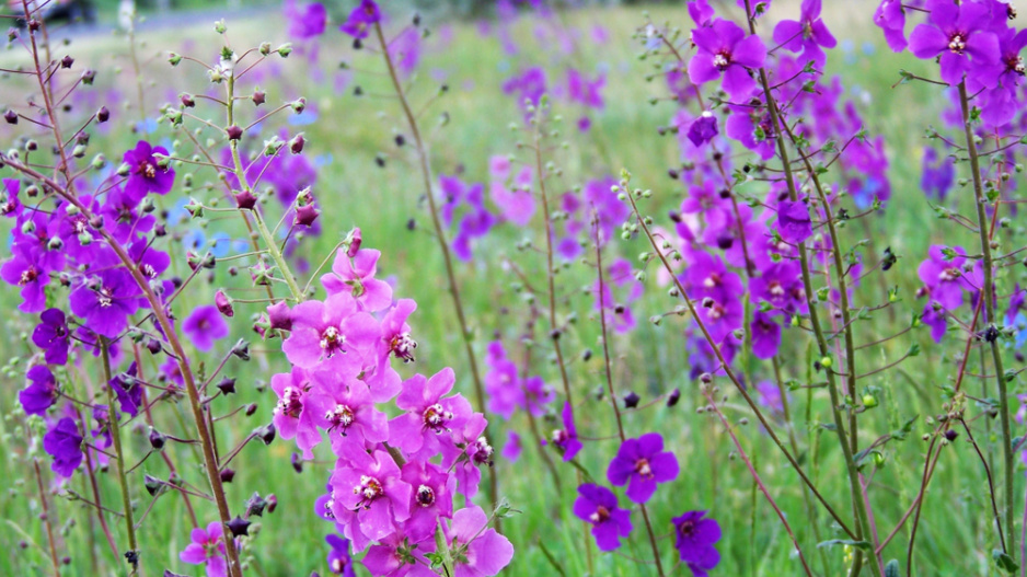 Divizna brunátná (Verbascum phoeniceum)
