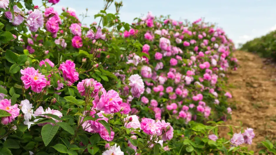 Růže kazanlycká (Rosa x damascena trigintipetala) Růže kazanlycká (Rosa x damascena trigintipetala)