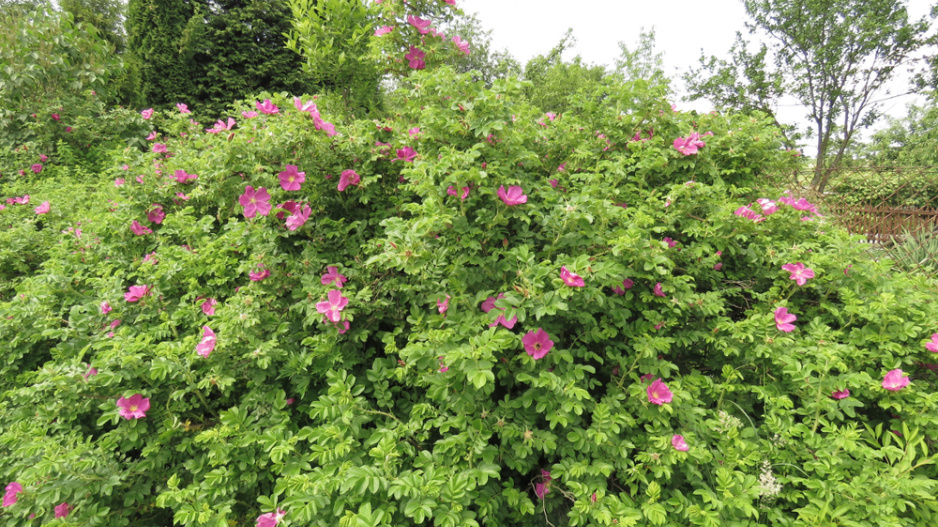Růže svraskalá (Rosa rugosa)