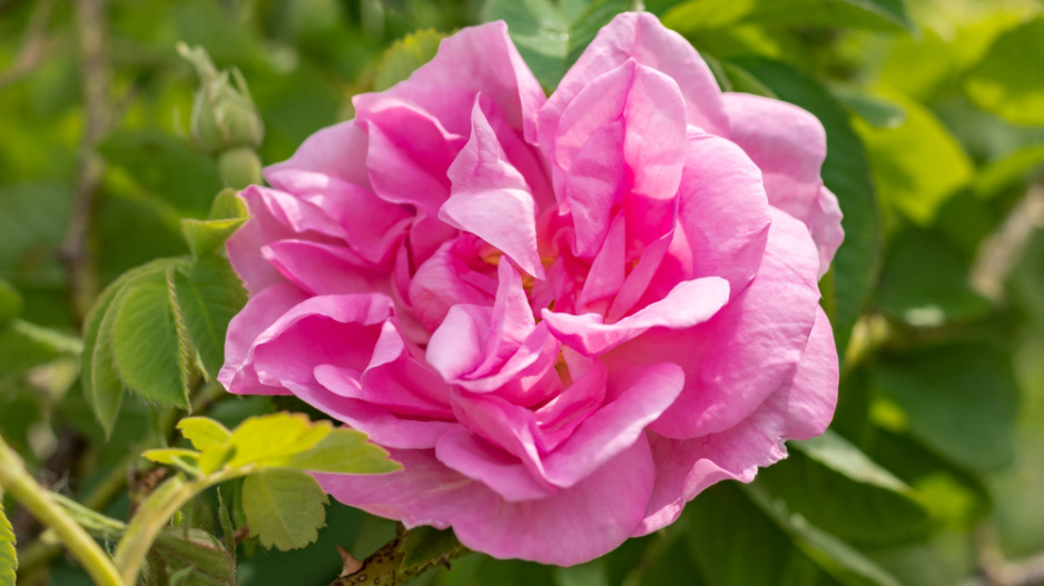 Růže kazanlycká (Rosa x damascena trigintipetala)