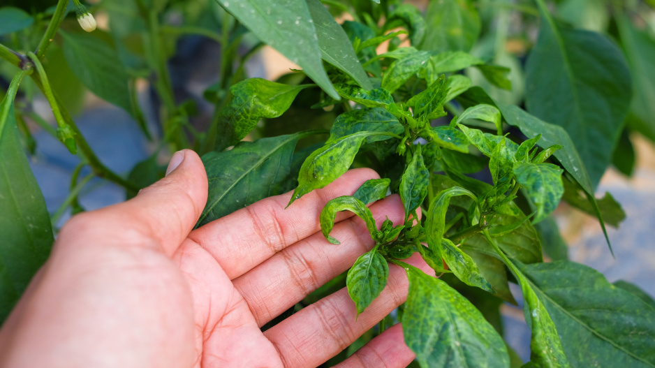 Virové onemocnění mozaika je způsobeno virem mozaiky okurky (Cucumber mosaic virus - CMV). 