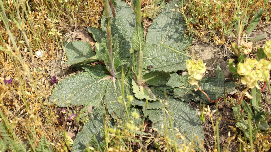 Divizna brunátná (Verbascum phoeniceum)