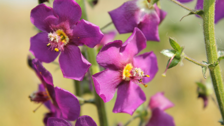Divizna brunátná (Verbascum phoeniceum)