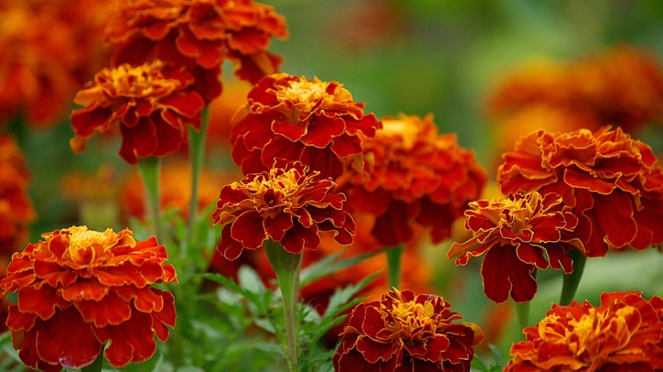 Afrikán, aksamitník rozkladitý (Tagetes patula)