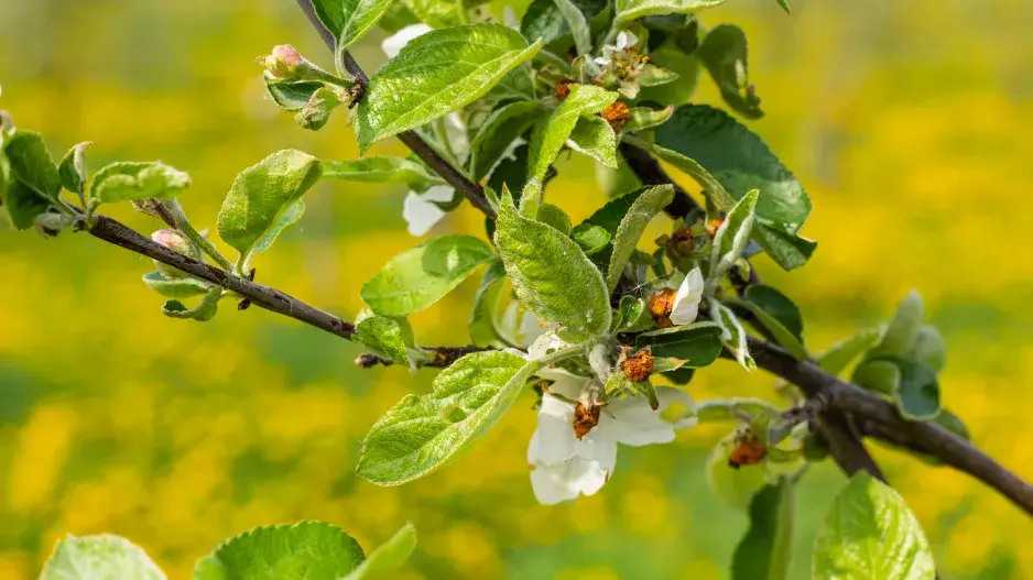 zpečená poupata jabloně