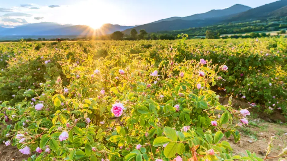 Růže kazanlycká (Rosa x damascena trigintipetala) Růže kazanlycká (Rosa x damascena trigintipetala)