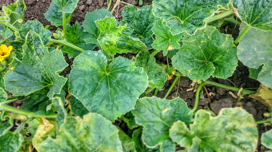 Virové onemocnění mozaika je způsobeno virem mozaiky okurky (Cucumber mosaic virus - CMV). 