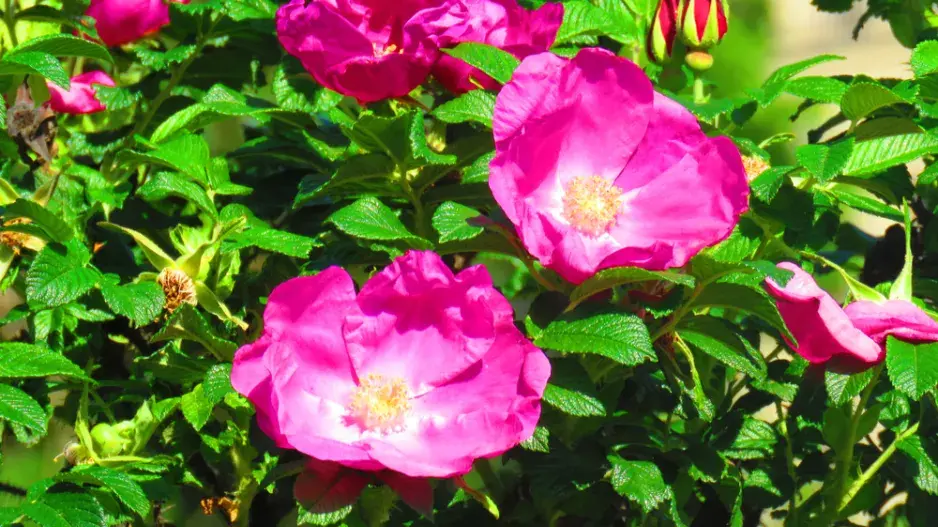 Růže svraskalá (Rosa rugosa)