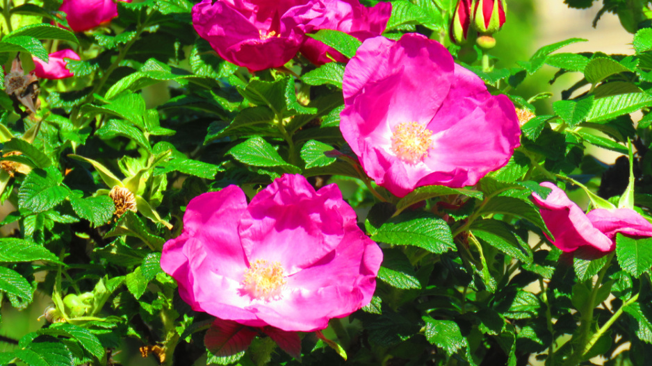 Růže svraskalá (Rosa rugosa)