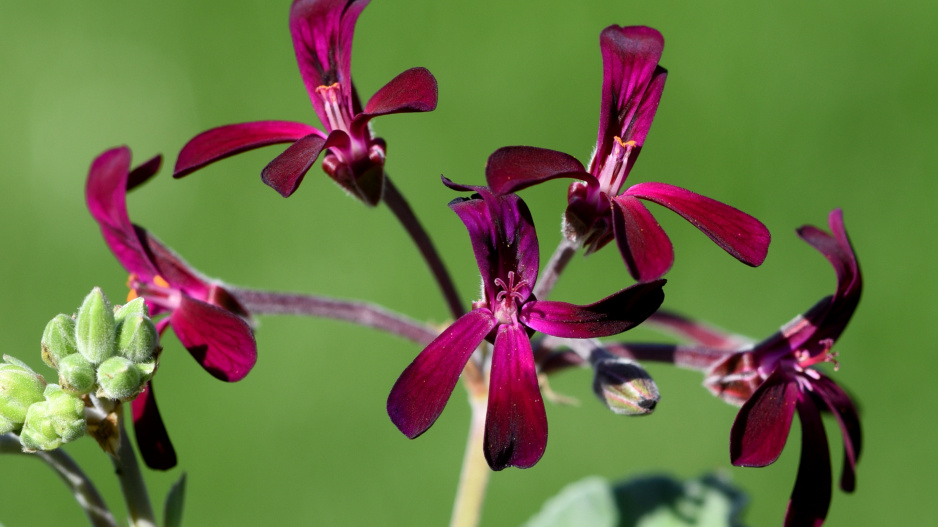 Pelargonium sidoides