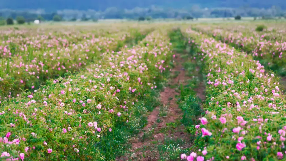 Růže kazanlycká (Rosa x damascena trigintipetala) Růže kazanlycká (Rosa x damascena trigintipetala)