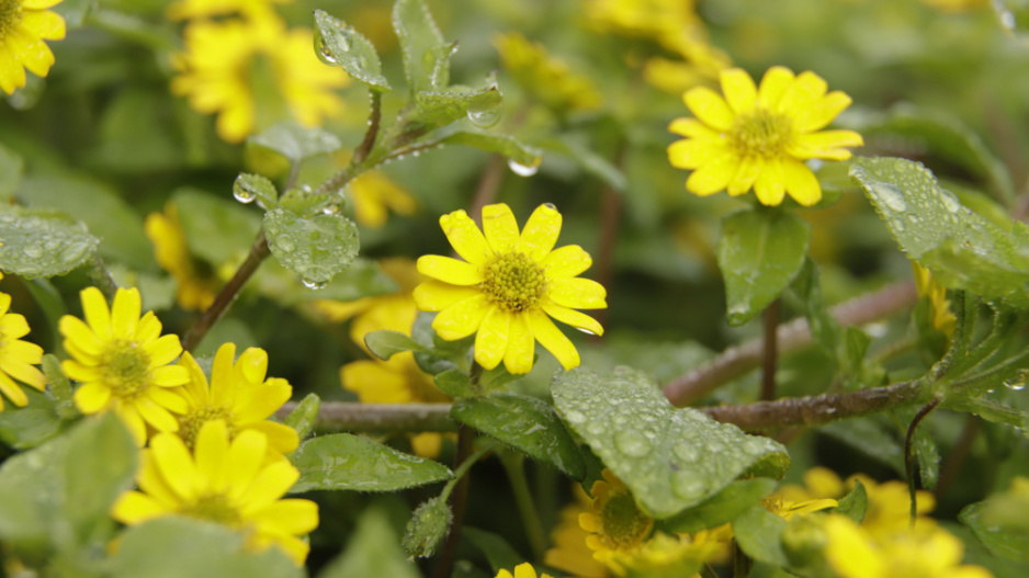 Vitálka plazivá (Sanvitalia procumbens)
