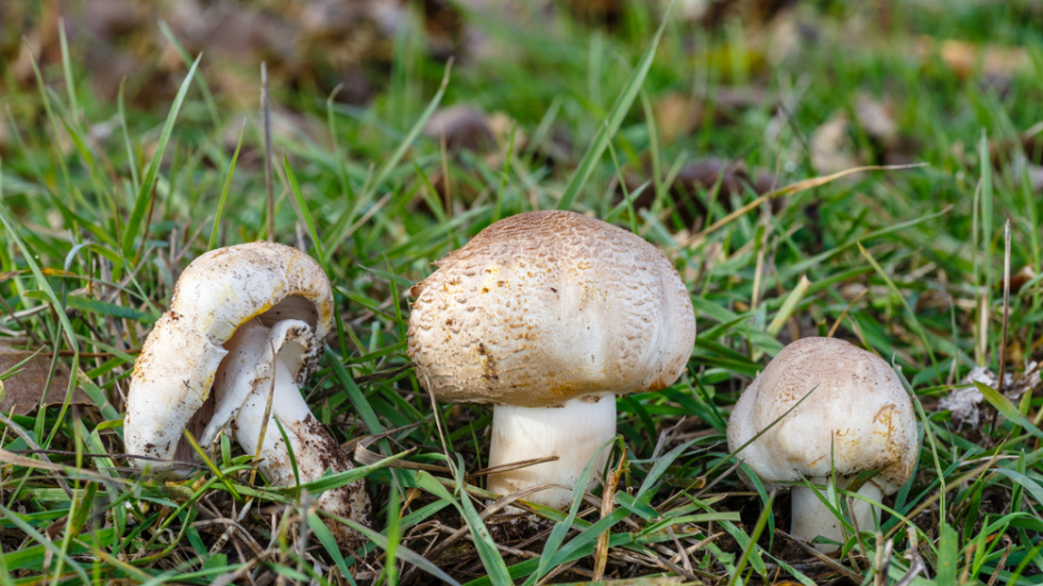 Žampion zápašný neboli pečárka zápašná (Agaricus xanthodermus)