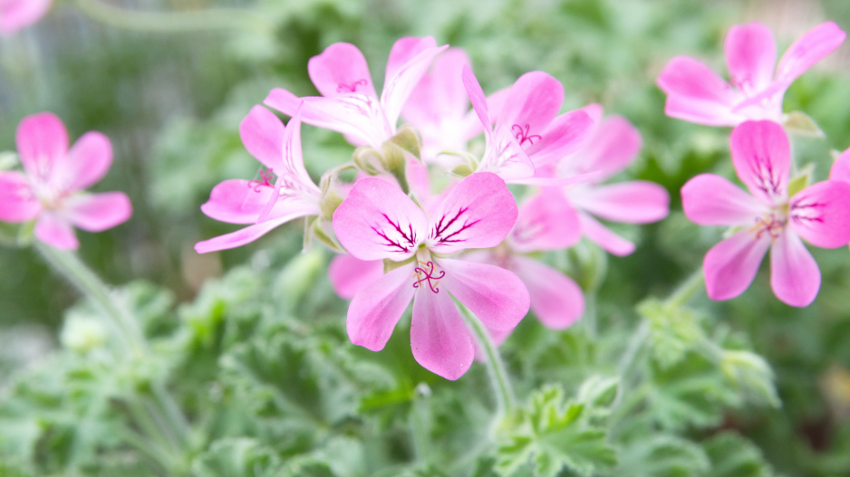Pelargonium odoratissimum