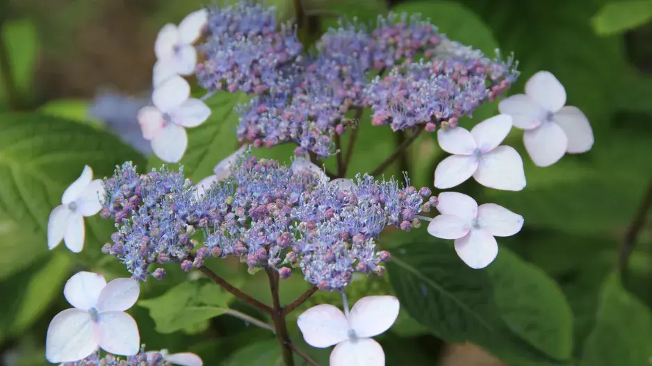 kultivar hortenzie pilovité ´Bluebird´