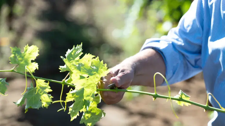 Vinná réva vyžaduje pravidelnou péči