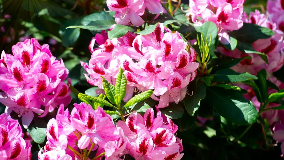 Rododendrony zvané yakushimanum hybridy