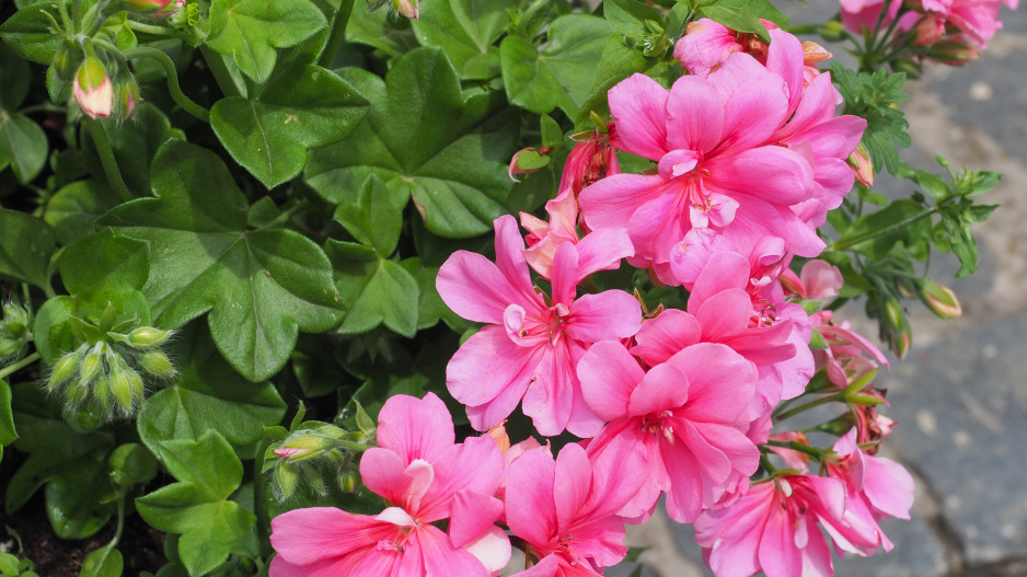 Pelargonium peltatum